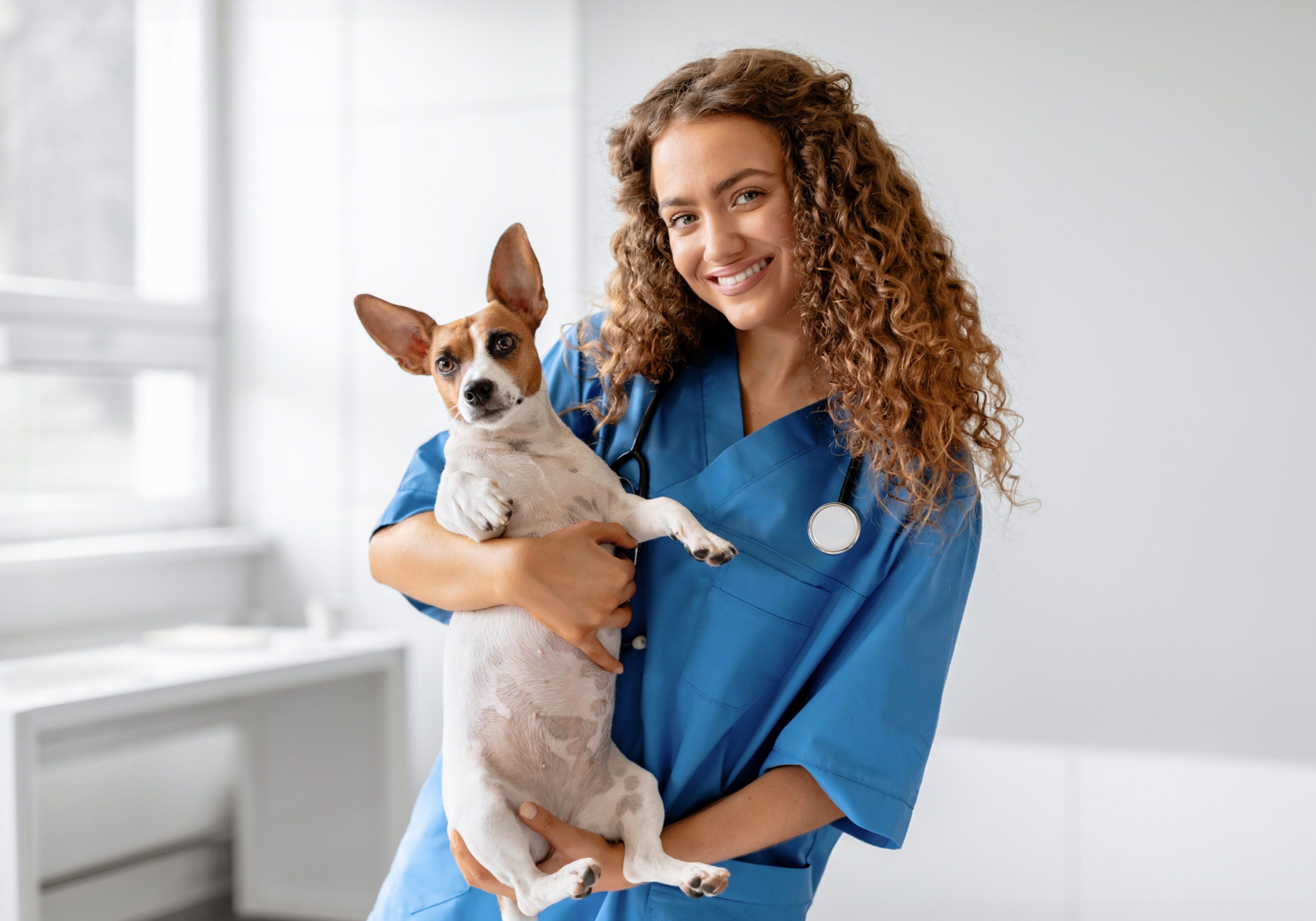 Confident female veterinarian cradling calm Jack Russell Terrier, both looking at the camera, in bright veterinary clinic, representing trust and care in animal medicine